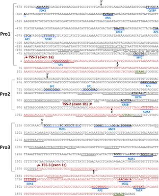 The Human TET2 Gene Contains Three Distinct Promoter Regions With Differing Tissue and Developmental Specificities